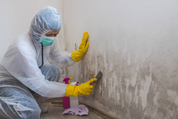 Best DIY Mold Remediation in Salyersville, KY